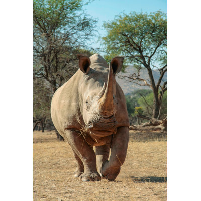 The Rhino Walk - Photographie sur toile tendue