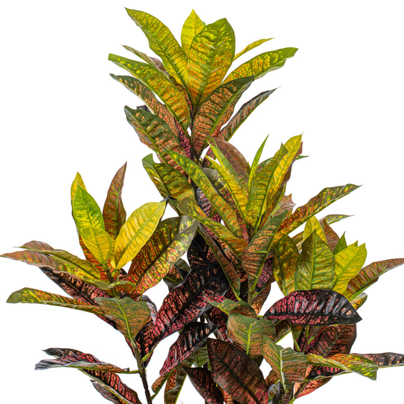  36 po. Plante en pot Croton., H 36 po x l 18 po x P 18 po