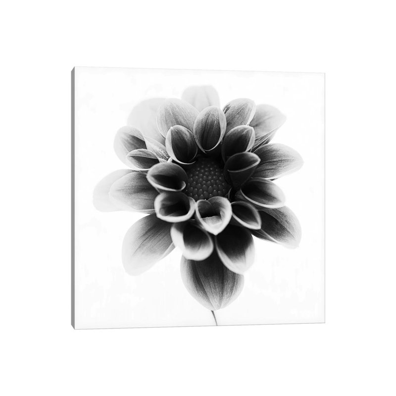 Dahlia 1 Piece Wrapped Canvas Wall Art, 30.48cm H x 30.48cm W x 1.905cm D