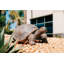 Statue de jardin tortue