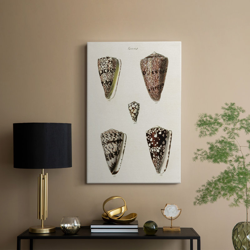 Collection Cone Shell III - Cavas enveloppés de galerie, H 18 po x l 12 po