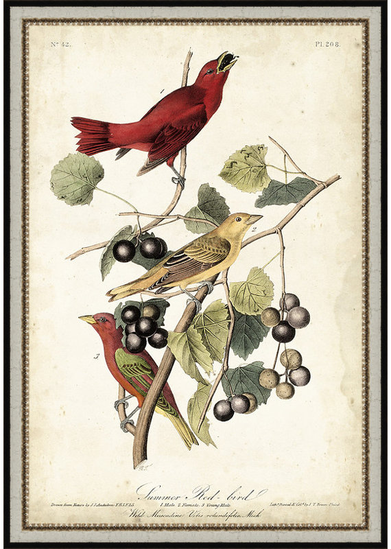 " Summer Red Bird "