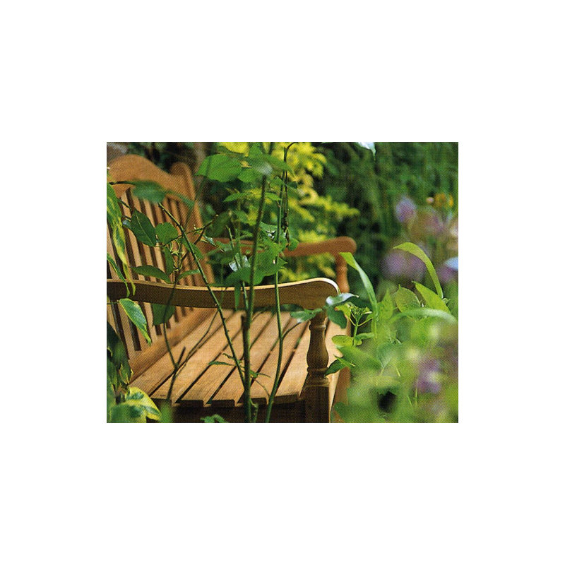 Waveney Outdoor Teak Bench