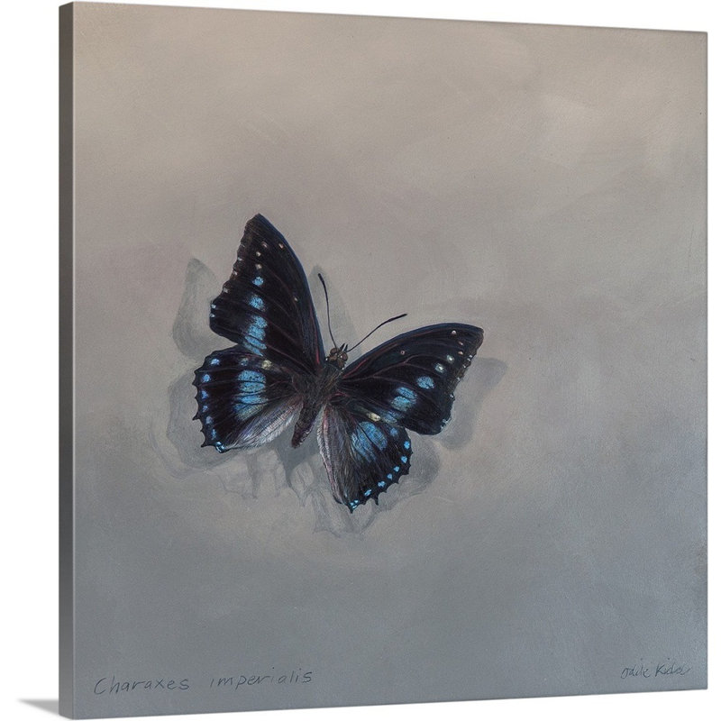 Charaxes imperial 1 (A), 2014 - reproduction d'art, H 24 po x l 24 po x P 1,25 po, Toile tendue
