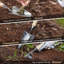 WFX Utility Gardening Tools-1359425427