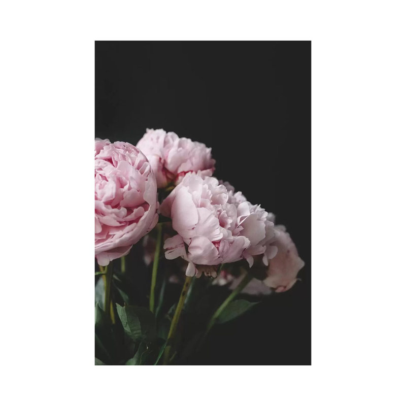 Pink Peonies On Black I by Chelsea Victoria - Wrapped Canvas Print, 101.6 cm H x 66.04 cm W x 3.175 cm D