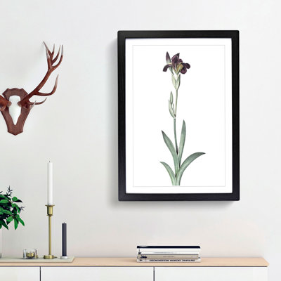 Flag Iris Flower by Pierre-Joseph Redoute - Picture Frame Art Print