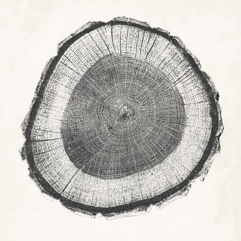 Tree Ring II - Wrapped Canvas Painting, 30cm H x 30cm W x 3.8cm D