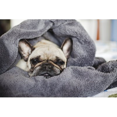 " Dog Wrapped In A Blanket " by Ewelina Thepphaboot