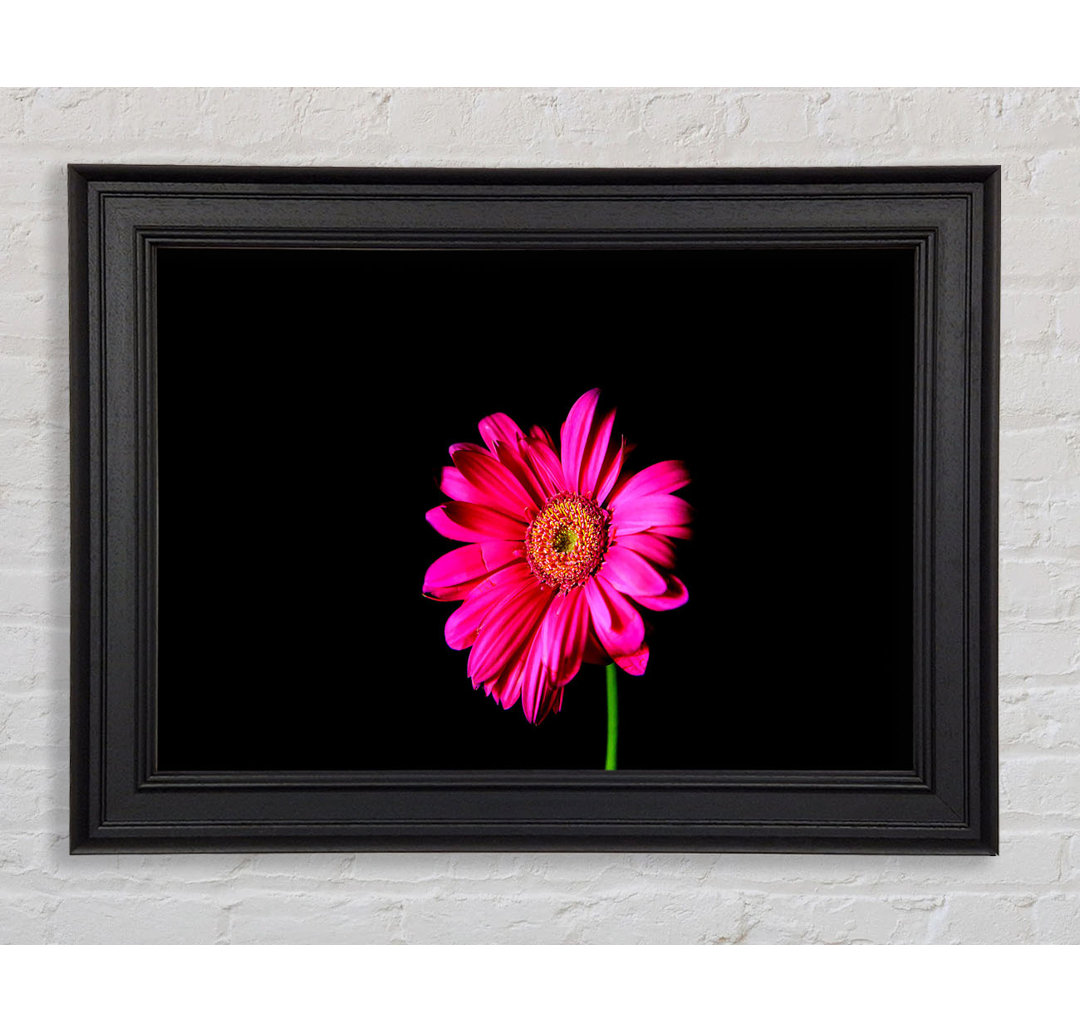 Hot Pink Gerber Daisy Gerahmter Druck