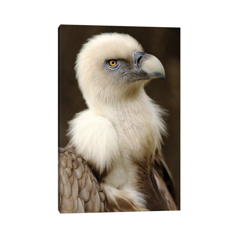 Griffon VI by Goran Anastasovski - Wrapped Canvas Print, 20.32 cm H x 30.48 cm W