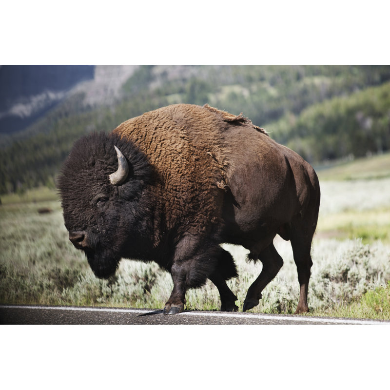 Bison by Davemantel, 32" H x 48" W
