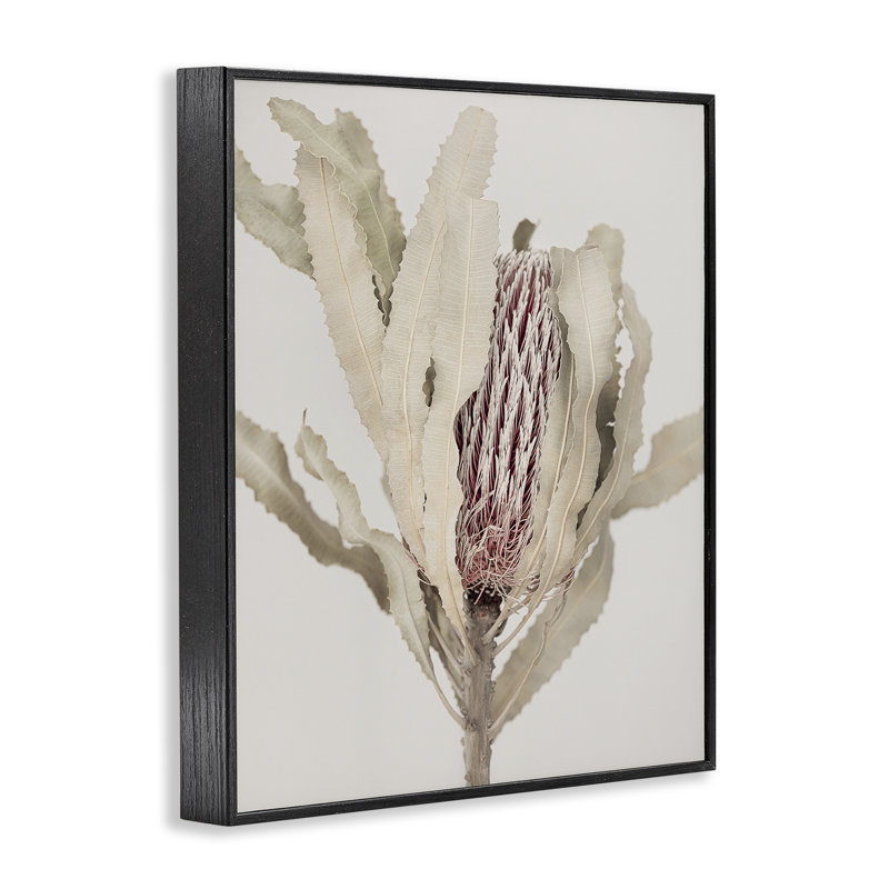 Encadré cachemire botanique caché Banksia, conception de Sissi et Seb, H 14 po x l 11 po, Giclée encadrée noir minuit