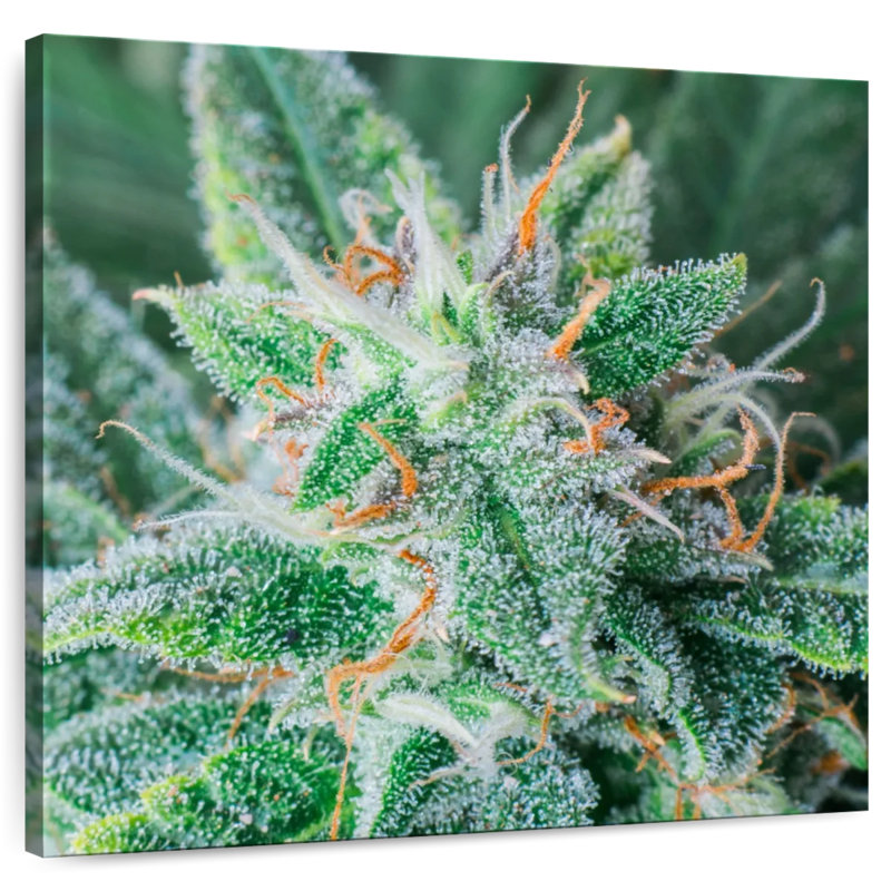 Cannabis Trichomes And Pistils, 39" H x 39" W