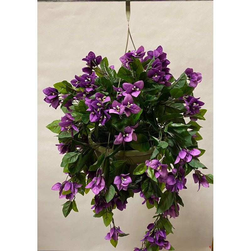 Panier suspendu en pot Bouginvillia