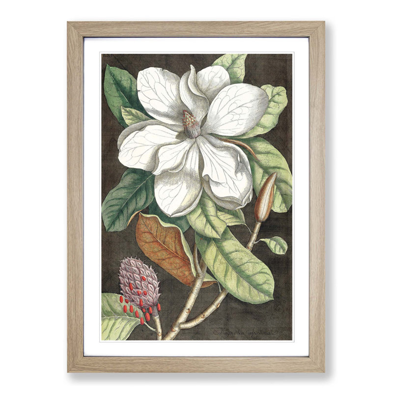 Laurel Magnolia Tree by Mark Catesby - Picture Frame Painting Print, Oak Framed, 36cm H x 27cm W x 2cm D