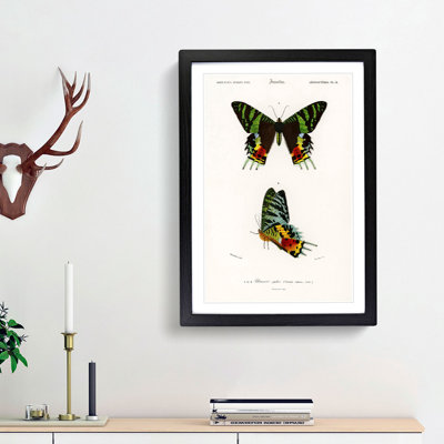 Madagascan Sunset Moth PL. 14 by Charles d Orbigny - Framed Print
