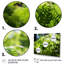 " Ferns Plant Dappled Sunlight "-1795092959-1795092956