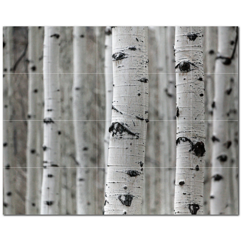 Photo d'arbres 12 po x 12 po