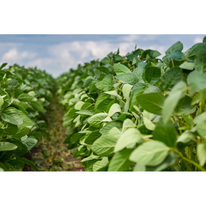 «Soybean Field» par Olga Seifutdinova - photographie sur toile tendue, L 12 po x H 8 po