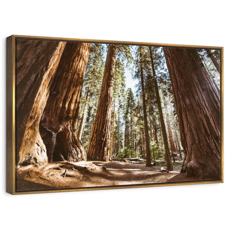 Été dans le parc Sequoia, 19 po x 13 po, Cadre flottant doré