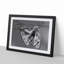 Two Butterflies - Framed Print-55615100-55615101