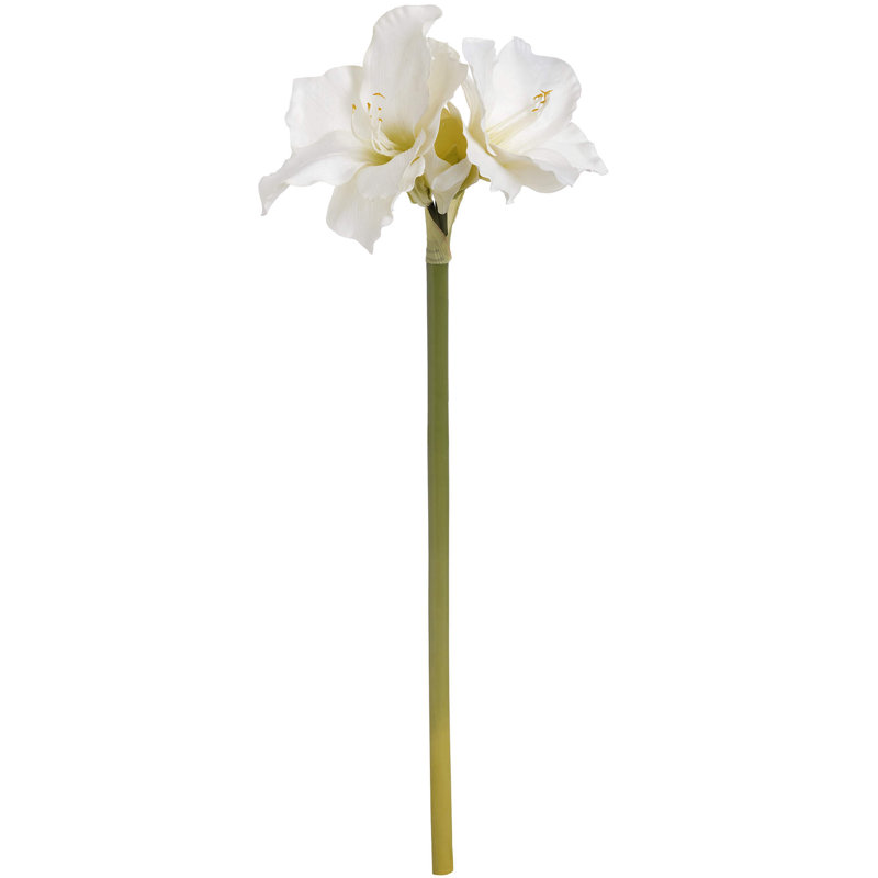 Anastasija Arrangement