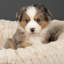 Ellen Polyester Pet Bed-1513848502-1513848500