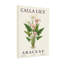 Plantes et fleurs - Illustration botanique de lis Calla-1818882963