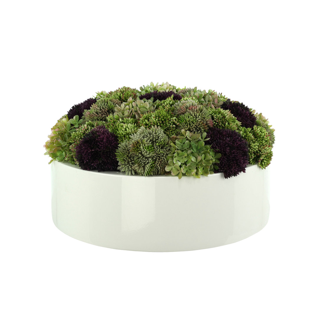 Multi Color Assorted Sedum in Planter Primrue 