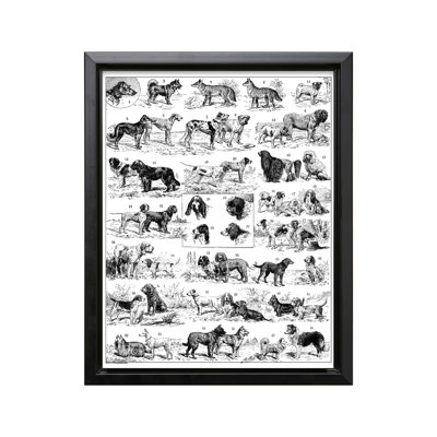 Tableau des races de chiens