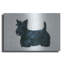 «Scottish Terrier» par Harro Maass-1992763734