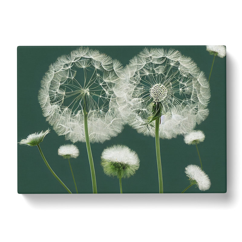 Blooming Dandelion Flowers - Wrapped Canvas, 50cm H x 76cm W x 3cm D