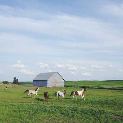 Chevaux de ferme