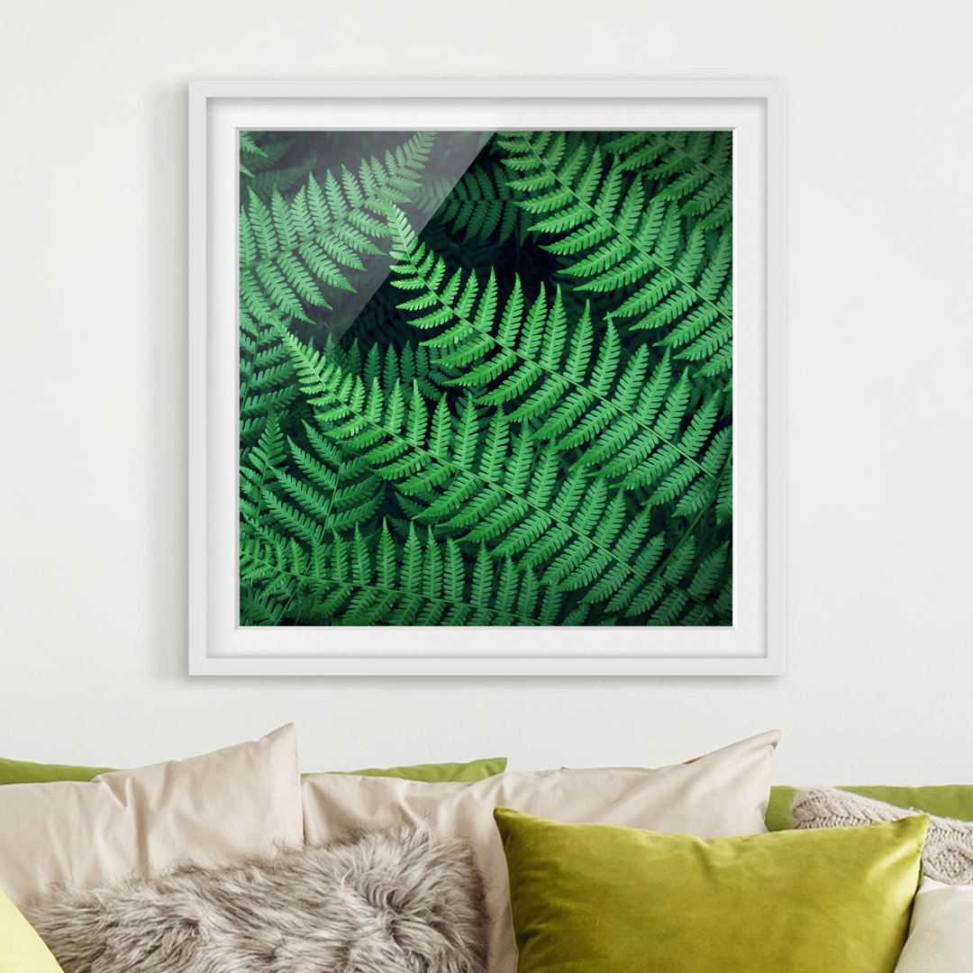 Gerahmtes Poster Ferns