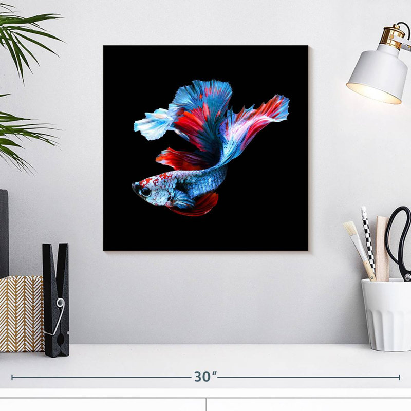 Brampt Elegant Betta Fish, 16" H x 16" W