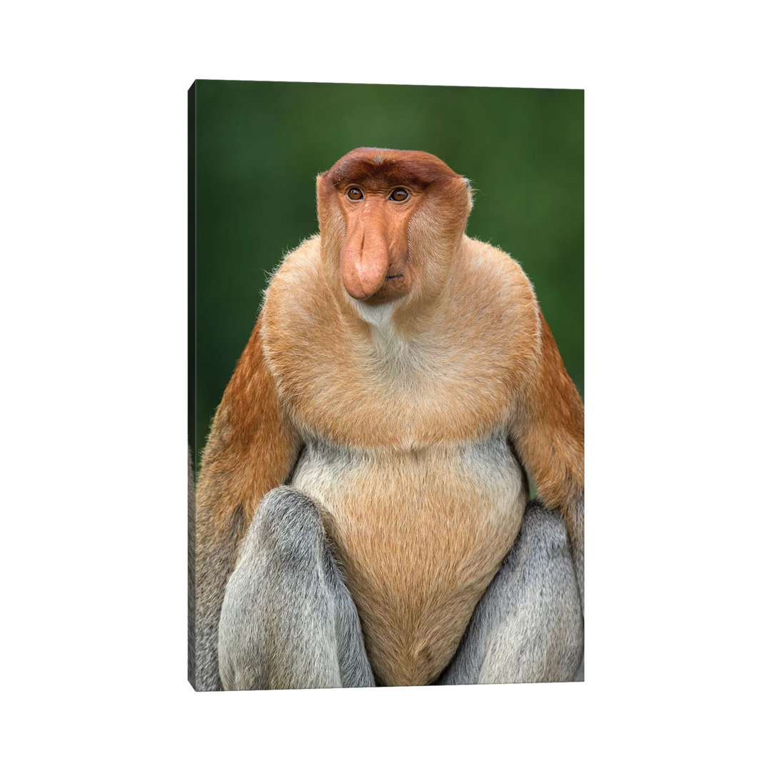 Proboscis Monkey Alpha Male Borneo by Mogens Trolle - Wrapped Canvas Print