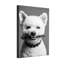 Animaux, chien blanc avec collier orné et collier à pointes-605426961