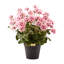 Geranium Urn Filler-1702234098
