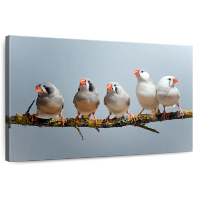 Brampt Five Zebra Finches