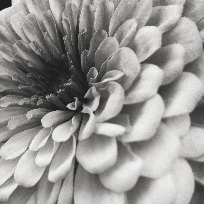 Zinnia by Andipantz - Wrapped Canvas Print, 76cm H x 76cm W x 3.8cm D