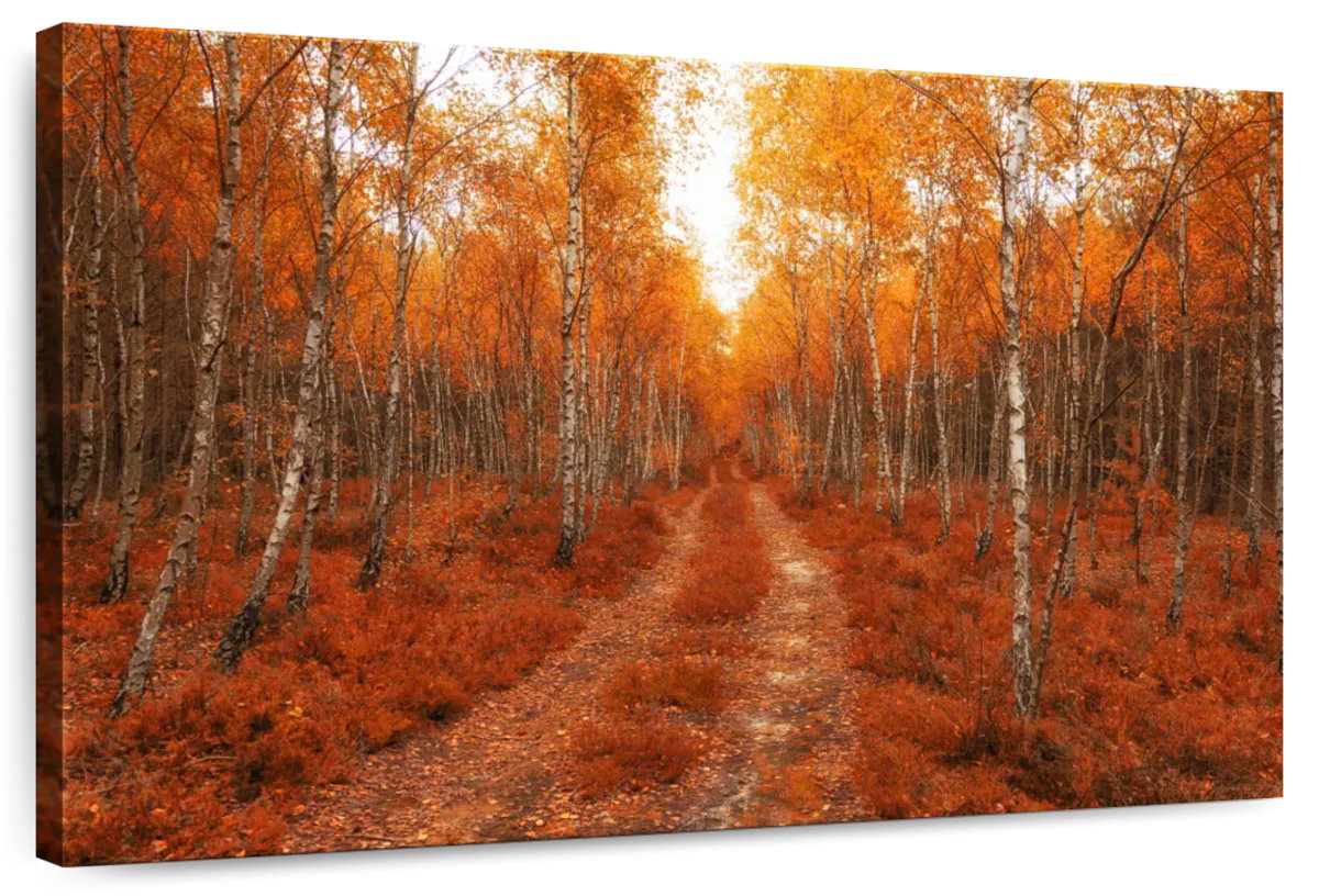 Millwood Pines Alvord Golden Polish Birch Forest | Wayfair