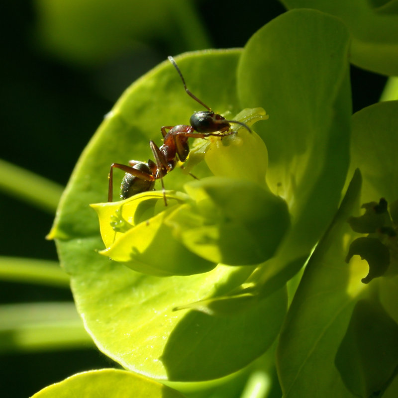 Synder Closeup Of Ant - Wrapped Canvas Print, 91cm H x 91cm W x 3.8cm D