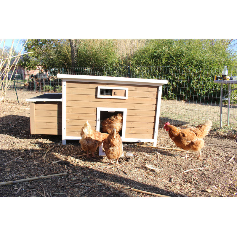 Brown and White Wooden Chicken Coop with Nesting Box