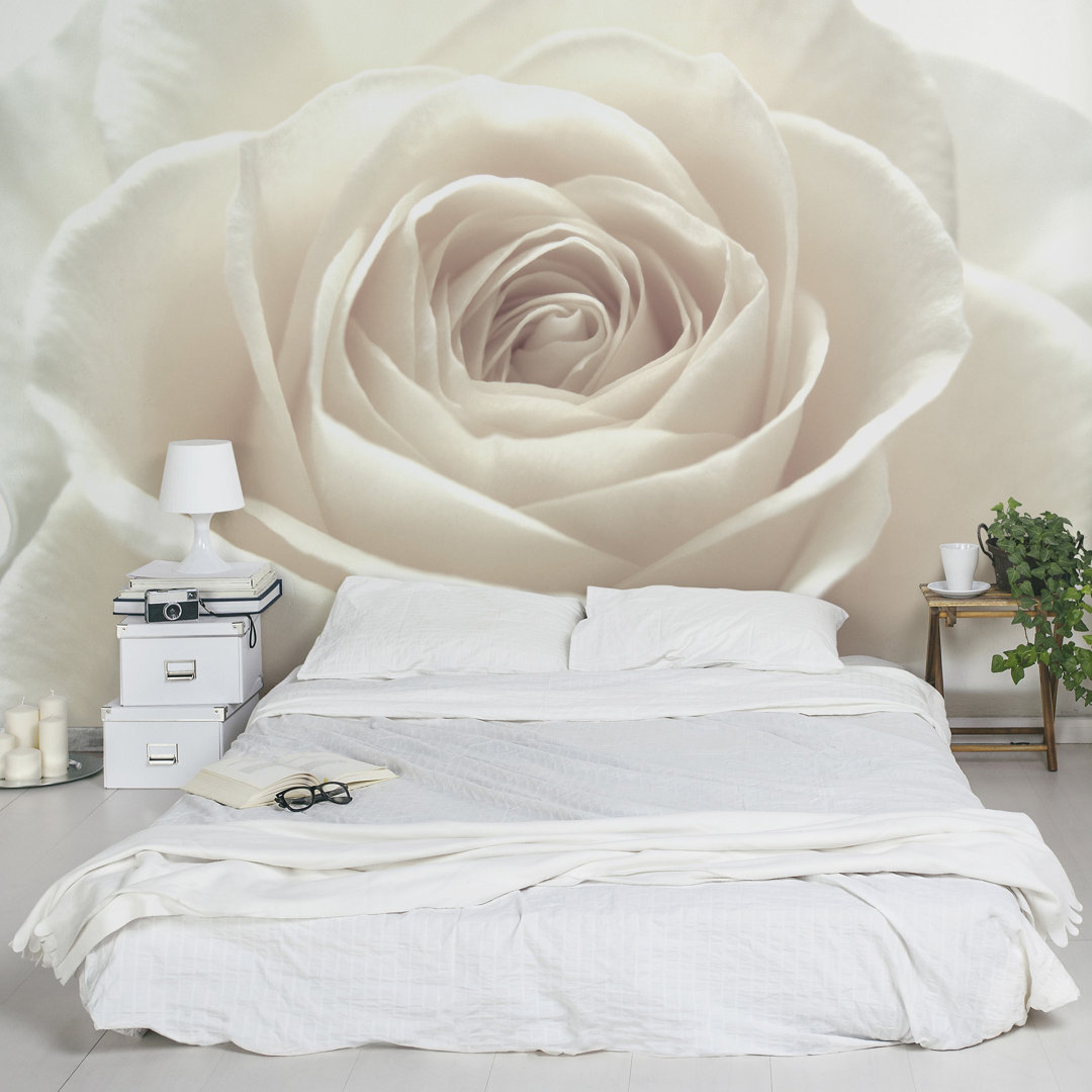 Tapete Hübsche weiße Rose 225m x 336cm