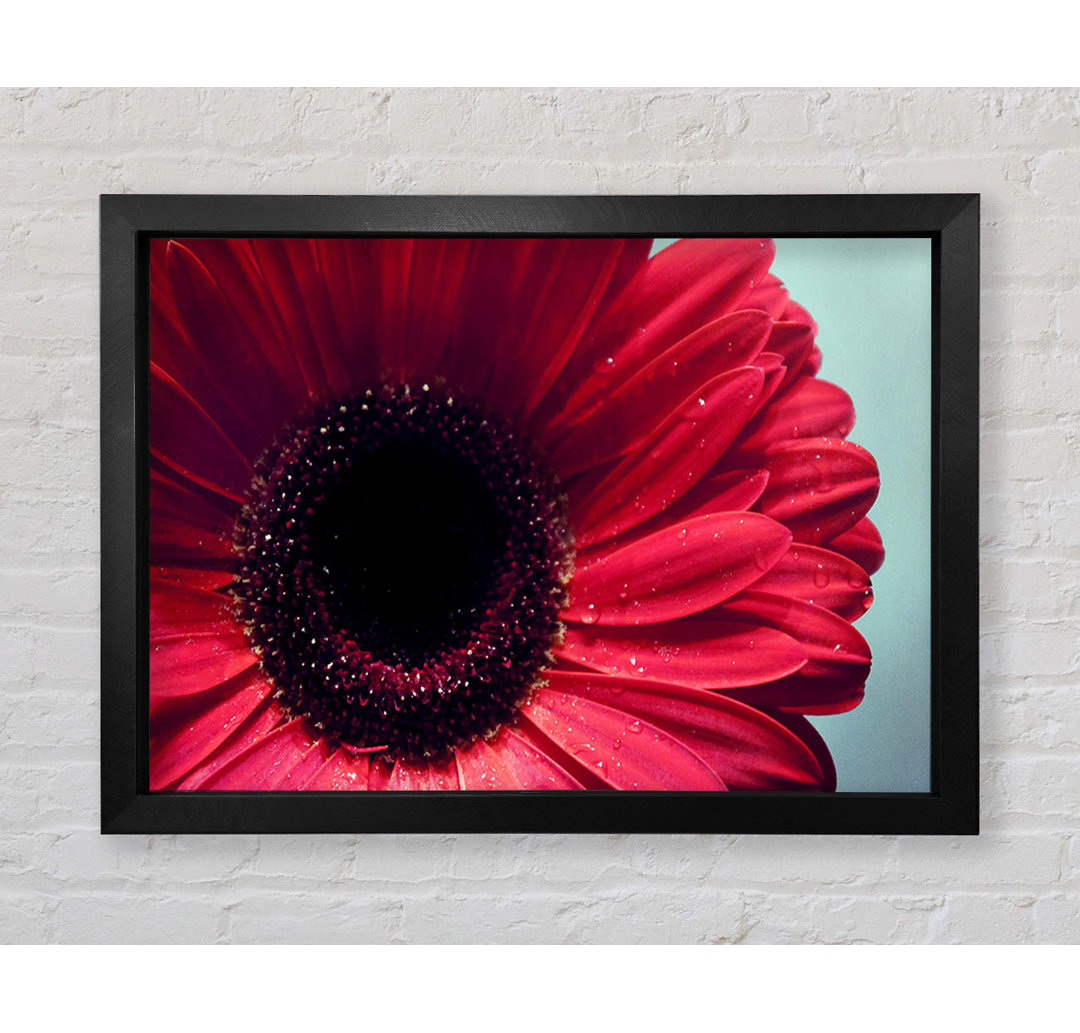 Gerbera Flower Deep Red - Einzelner Bilderrahmen Kunstdrucke