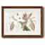Amaryllis Varietals II-1115834297-1115834299