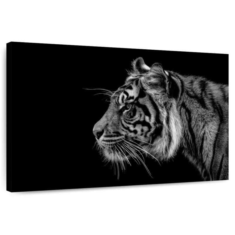 Brampt Tiger Profile, 16" H x 24" W