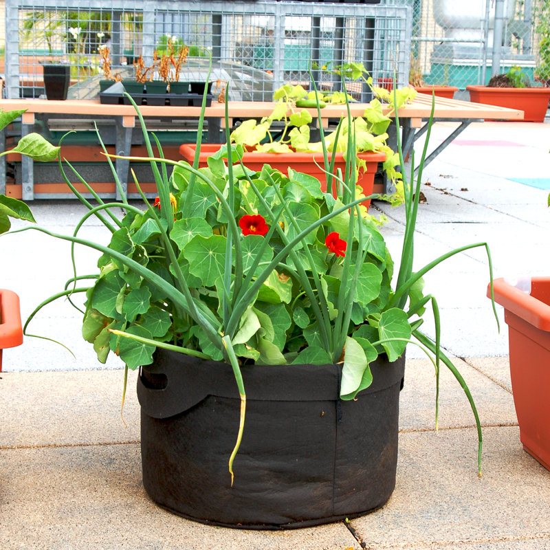 Jardinière en tissu Smart Pot®, Noir, 11,5 x 16 x 16