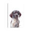 «German Shorthaired Pointer Puppy» par Watercolor Luv - reproduction d'art-52940448-52940450-52940455